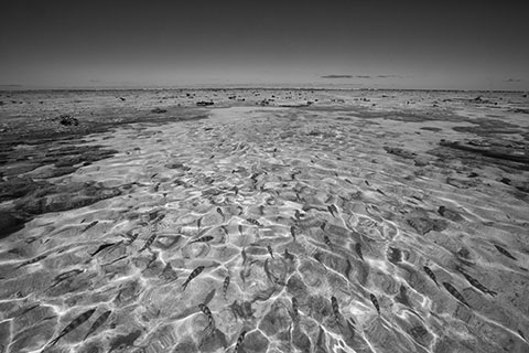 Between the Silence of Things, black-and-white scenes of presence among trees, birds, water and wasteland