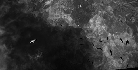 Between the Silence of Things, black-and-white scenes of presence among trees, birds, water and wasteland