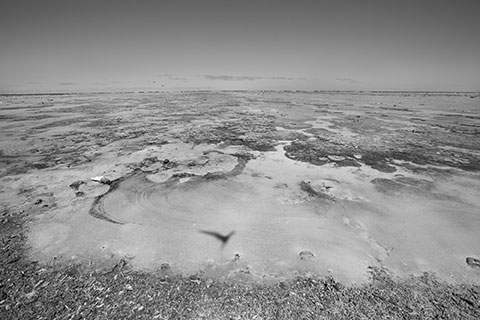 Between the Silence of Things, black-and-white scenes of presence among trees, birds, water and wasteland