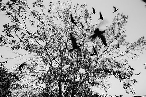Between the Silence of Things, black-and-white scenes of presence among trees, birds, water and wasteland