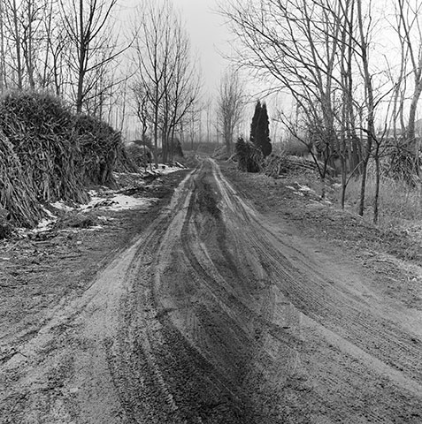 Between the Silence of Things, black-and-white scenes of presence among trees, birds, water and wasteland