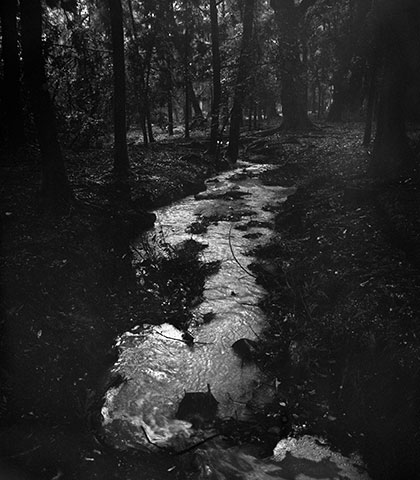 Between the Silence of Things, black-and-white scenes of presence among trees, birds, water and wasteland