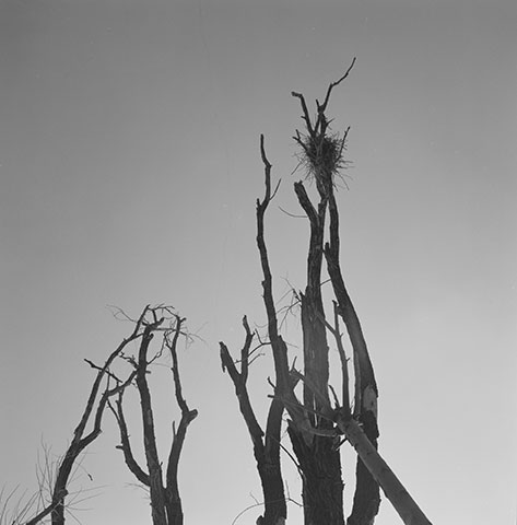 Between the Silence of Things, black-and-white scenes of presence among trees, birds, water and wasteland
