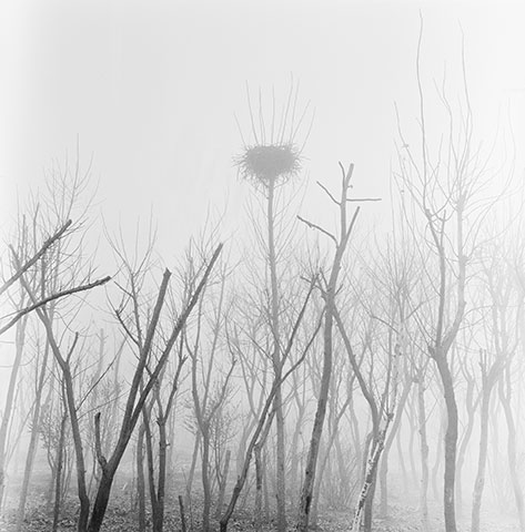 Between the Silence of Things, black-and-white scenes of presence among trees, birds, water and wasteland